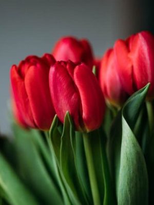Tulip