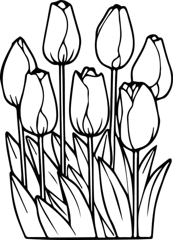Tulip Flowers Coloring Pages