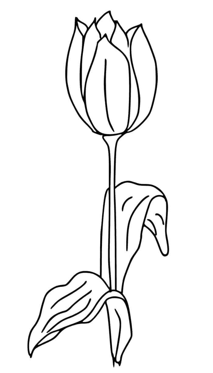 Tulip Leaves Coloring Pages