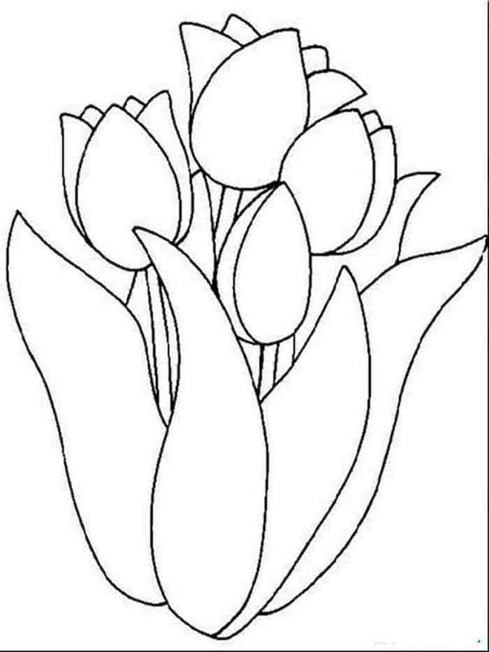 Tulip Outline Coloring Pages