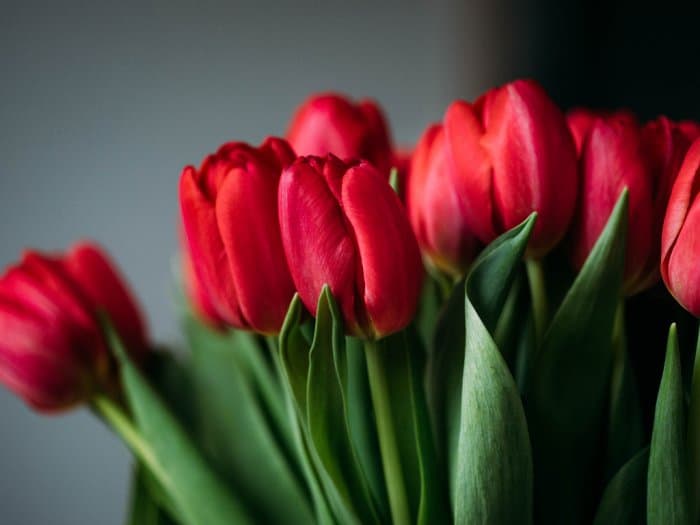 Tulip