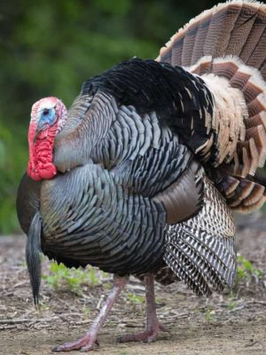 Turkey