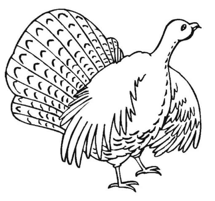 Turkey Coloring Pages Free Printable