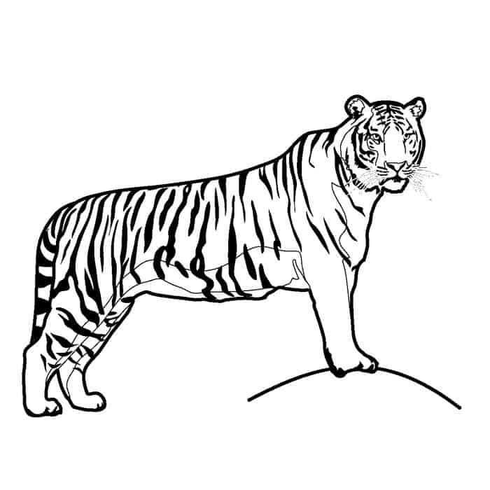 White Tiger Coloring Pages