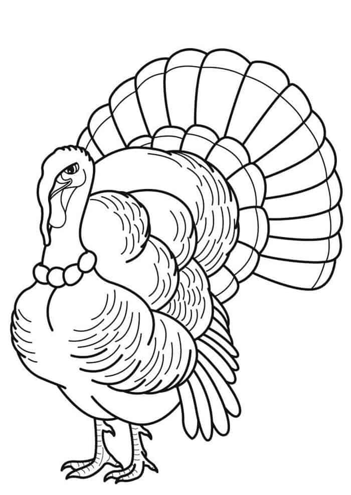 Wild Turkey Coloring Pages