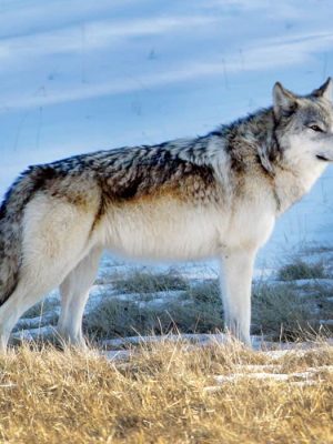 Wolves