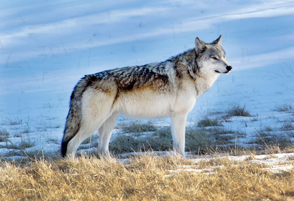 Wolves