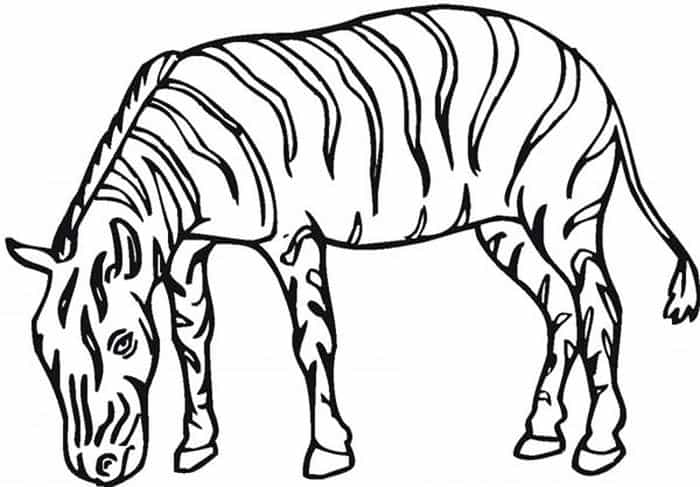 Zebra Print C Coloring Pages