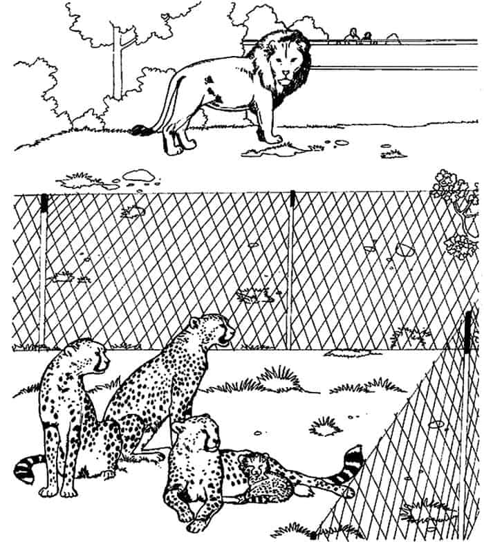 Zoo Animal Coloring Pages Cheetah