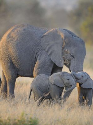 elephants