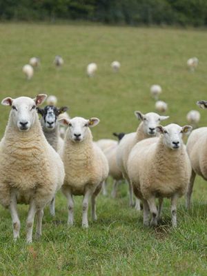 sheep