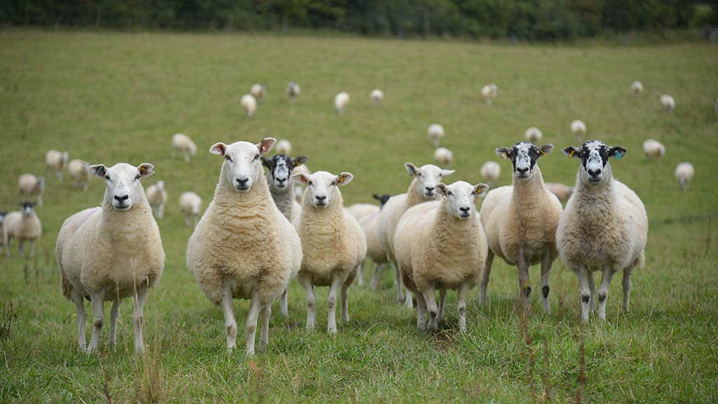 sheep