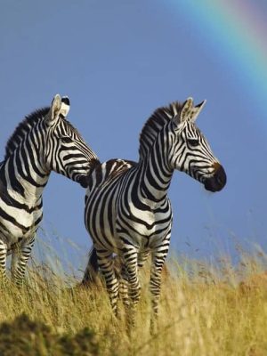 zebra