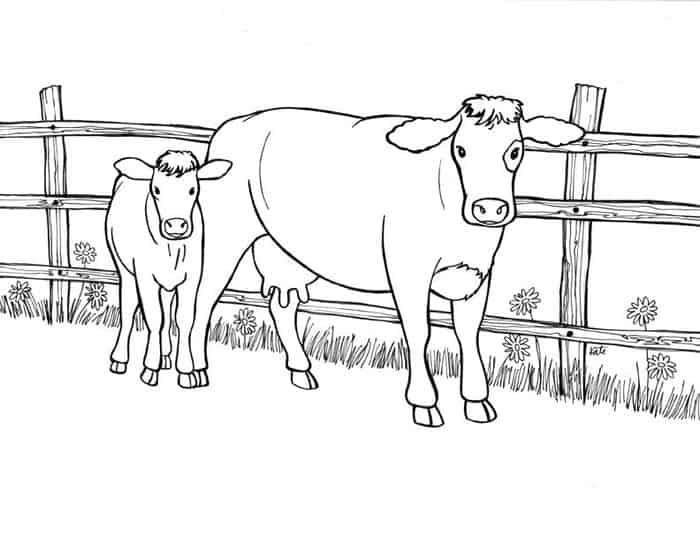 Adult Coloring Pages Cow