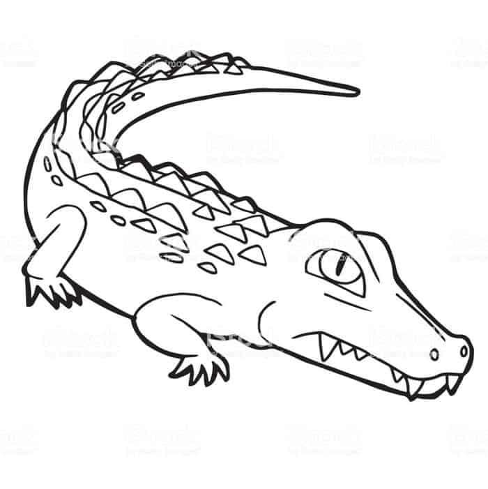 Alligator Coloring Pages Printable