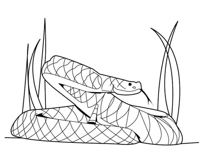 Arizona Diamondbacks Snake Coloring Pages