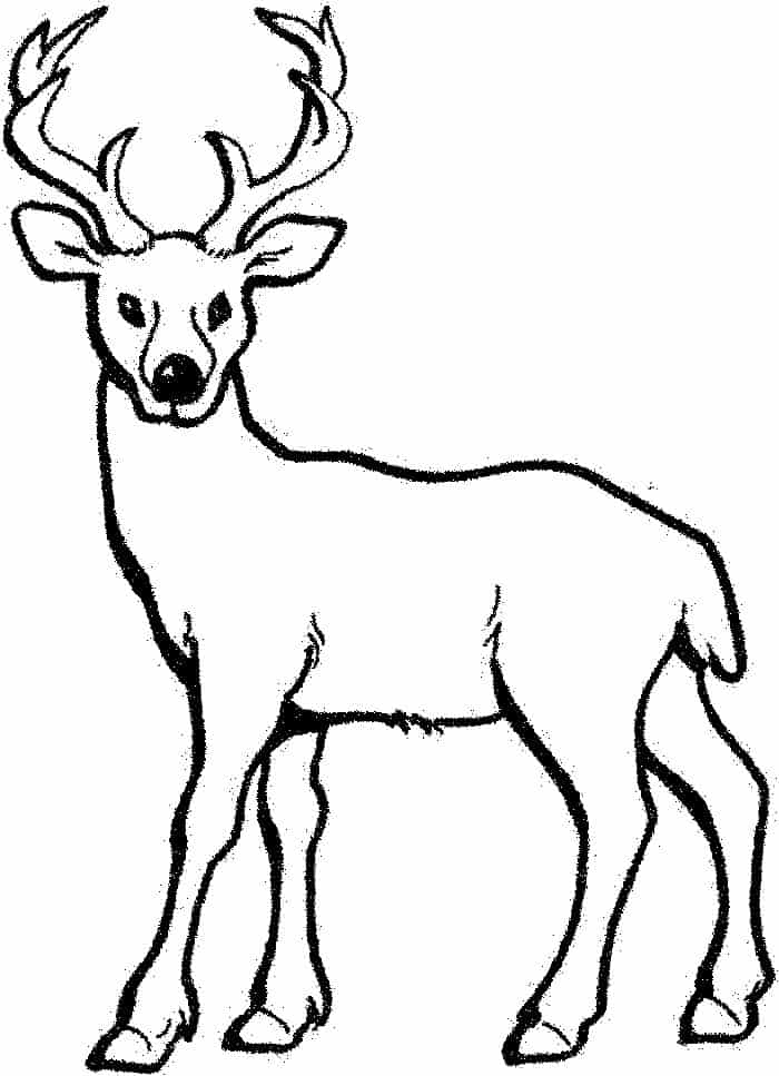 Buck Deer Coloring Pages