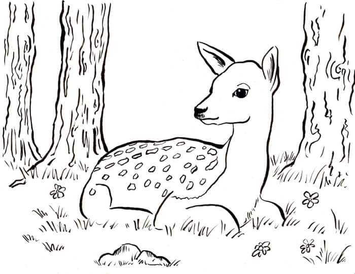 Coloring Pages Deer