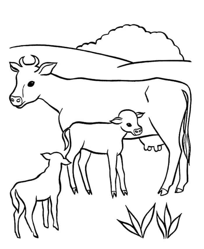 Cow And Calf Coloring Pages