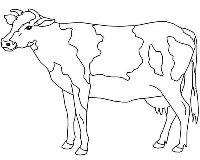 Cow Coloring Pages Free