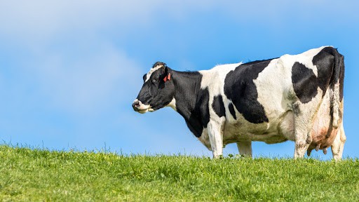 Cow
