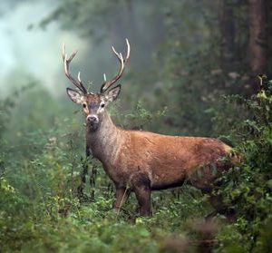 Deer