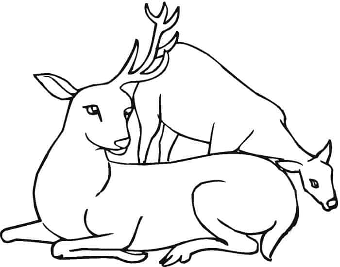 Deer Adult Coloring Pages
