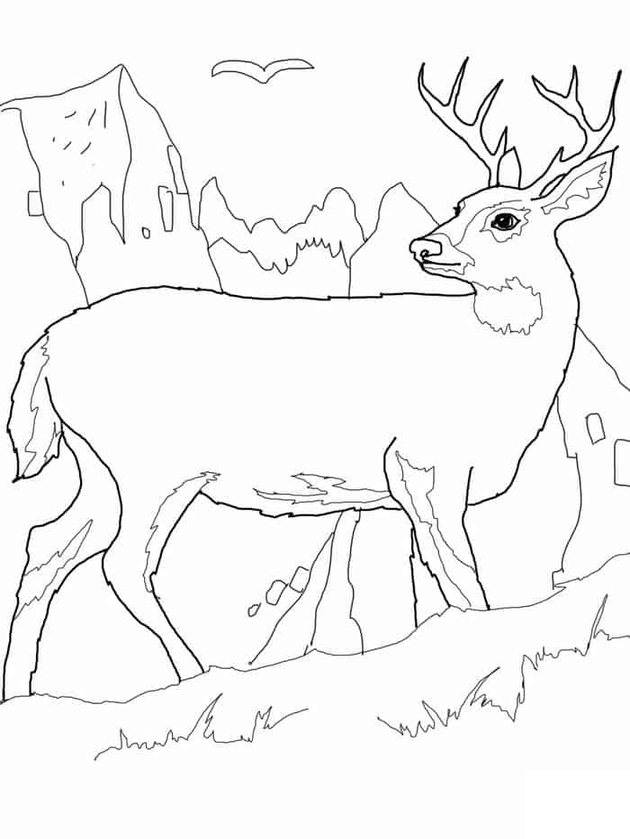 Deer Coloring Pages For Kids
