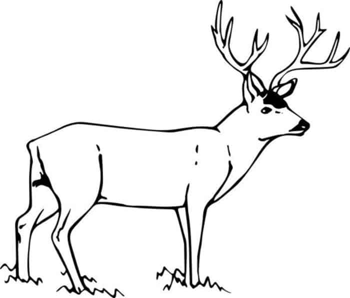 Deer Coloring Pages Printable Free