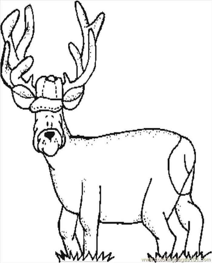 Deer Coloring Pages Printable