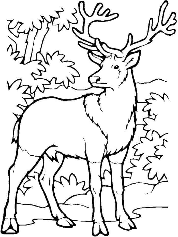 Deer Printable Coloring Pages