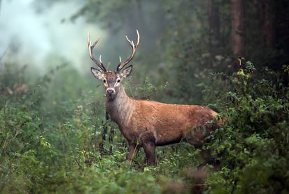 Deer