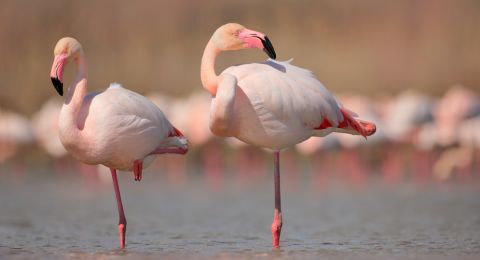 Flamingo