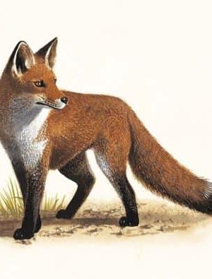 Fox