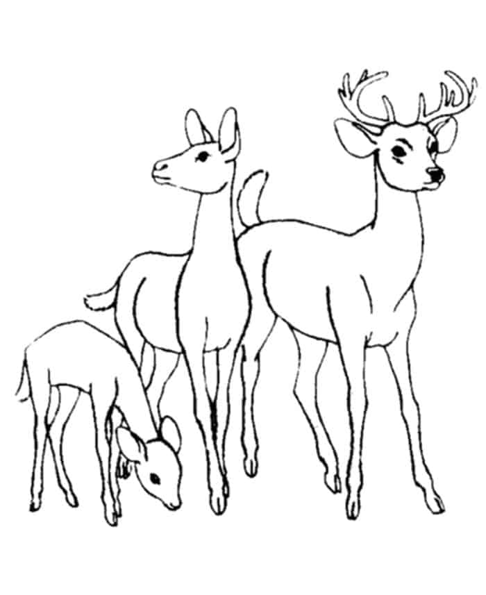 Free Deer Coloring Pages