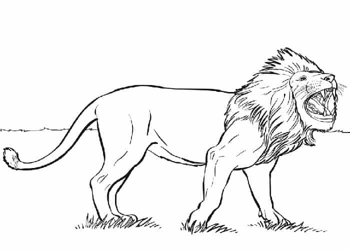 Free Printable Lion Coloring Pages