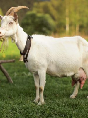 Goat