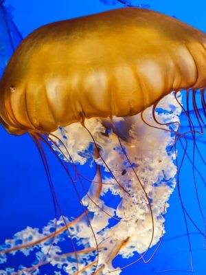 Jellyfish
