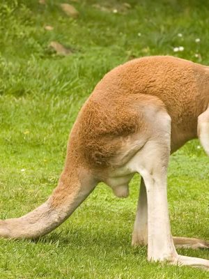 Kangaroo