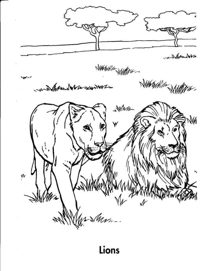 Library Lion Coloring Pages