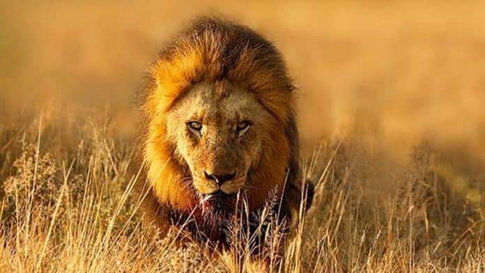 Lion