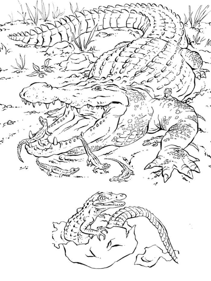 Newborn Alligator Coloring Pages Realistic Printables