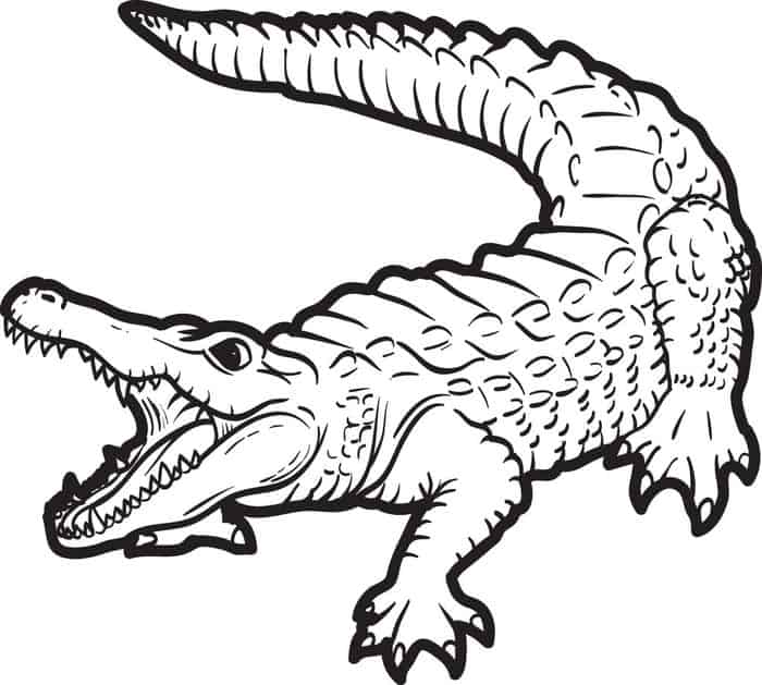 Realistic Alligator Coloring Pages