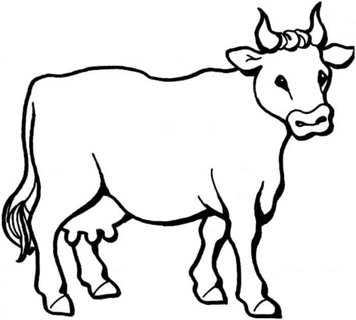 Realistic Cow Coloring Pages