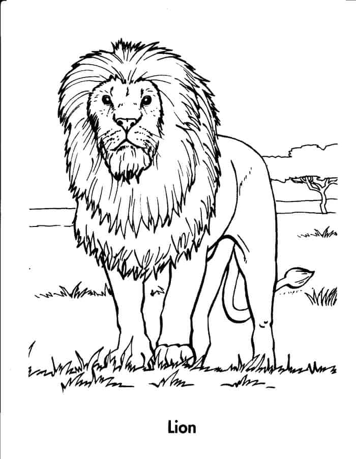 Realistic Lion Coloring Pages