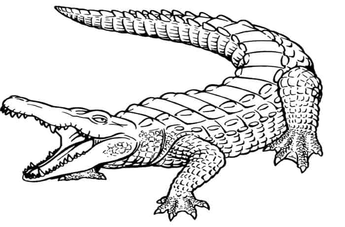 Relistic Alligator Coloring Pages