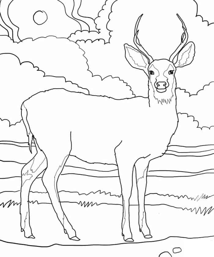 White Tailed Deer Coloring Pages