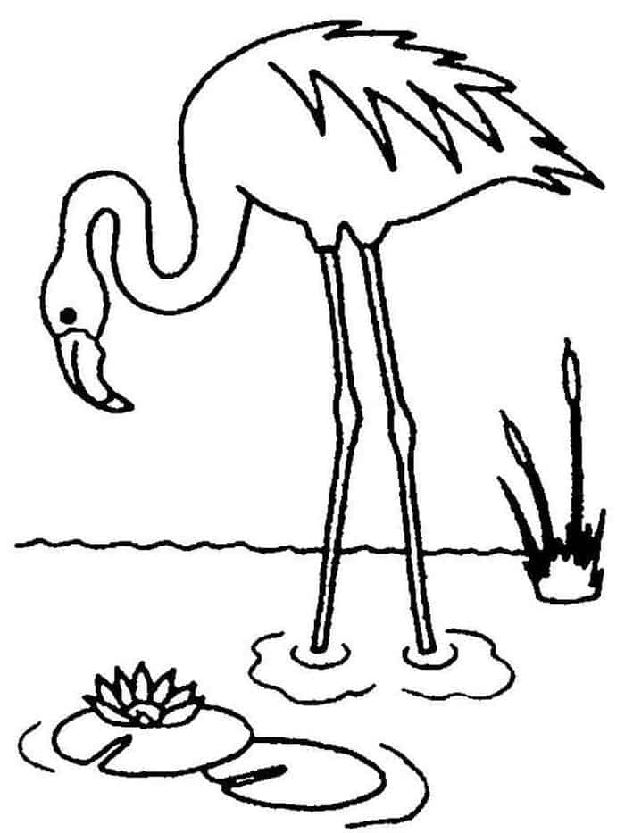 free flamingo coloring pages
