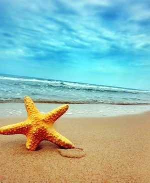 starfish