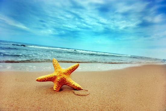 starfish